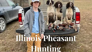 Illinois Pheasant Hunting with Springer Spaniels?!?