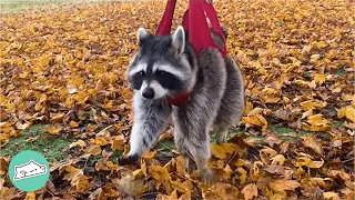 Wild Raccoon Needed A Friend. Huge Pup Took Him As His Brother | Cuddle Buddies