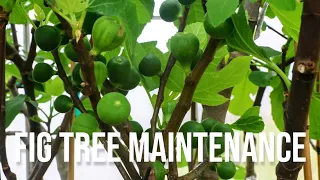Fig Tree Maintenance in the Spring for Maximum Yields