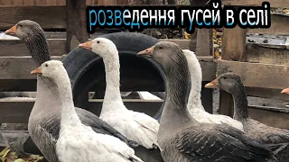 З чого почати розведення гусей🪿