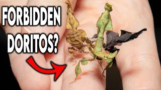 Ghost Mantis cannibalism within my communal... [UPDATES]