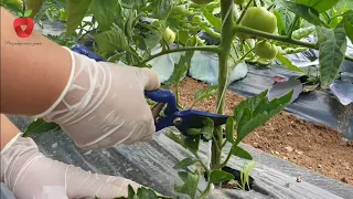 When and why are the lower leaves on the tomato removed?