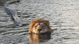 Extreme fights Lion vs Crocodile near the river, Wild Animals Attack