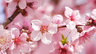 Beautiful Relaxing Piano Music for Sleeping, Stress Relief, & Meditation 🌸 featuring Spring Blossoms