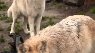 Arctic Wolves in Zoo Berlin howling growling barking!