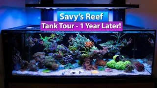 Savy's Reef-   Tank Tour 1 year later!
