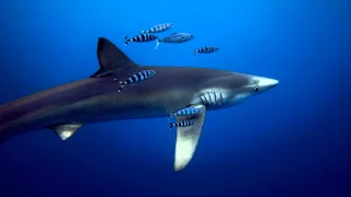 Sharks of the Azores, Diving between Pico and Faial HD
