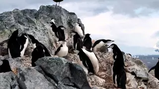 Penguins, Whales & Icebergs