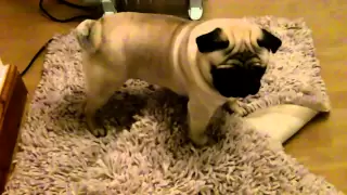 Crazy Pug