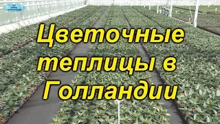 Цветочные теплицы Голландии - у них есть чему поучиться!!!