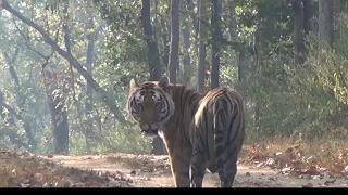 Kanha and Pench National Parks, Indian Tiger Reserves - Full Movie