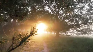 Утренняя музыка леса - расслабляющая музыка природы для души - игра света под звуки вещих струн