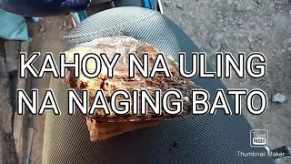 KAHOY NA ULING NA NAGING BATO