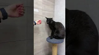 Камышовый кот-меланист пробует новые лакомства 😸