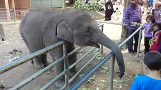 Слоненок в питомнике Пиннавела Шри-Ланка. Sri Lanka pinnawala.