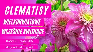 Clematisy wielkokwiatowe wcześnie kwitnące, które warto mieć w ogrodzie #clematis #ogród #powojnik