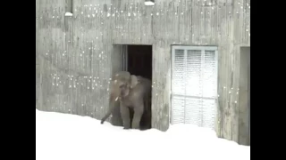 Слон впервые увидел снег 🐘❄