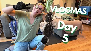 Vlogmas Day 5!! How to repot a GIANT Spider Plant!