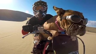 GoPro: Lexus The Dirt Bike Dog