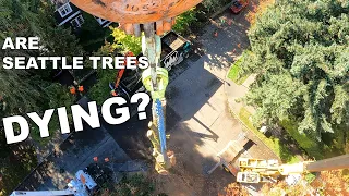 Are Seattle Trees Dying?