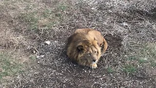 Малыш норовит быть поближе к Джуне! Lion Malysh wants to be closer to Juna!