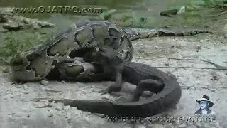 Pythons eats alligator 02-time lapse speed x6