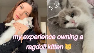 I've got a ragdoll kitten and this is my experience so far 🎀