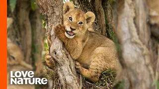 Lion Cubs Climb Up Trees To Hide From Predators