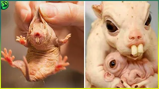 12 Rare Animals Born once in a Thousand Years