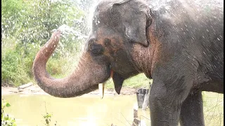 Kaavan’s Sanctuary Life! - ElephantNews