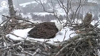 Bald eagle keeps eggs warm during snowy day