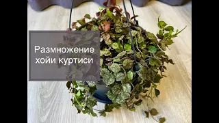 Хойя куртиси, самый простой и легкий способ размножения