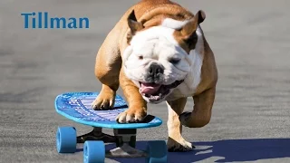 TILLMAN SKATEBOARDING DOG DIES