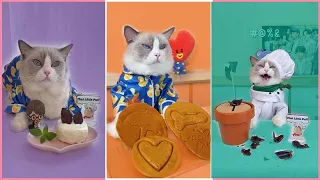 Colors Cats make food 2023   Best Of That Little Puff Tiktok Compilation #14