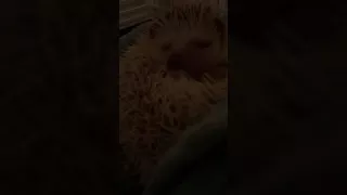 Hedgehog purring noises