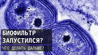 Как понять, что биофильтр запустился и что делать дальше?