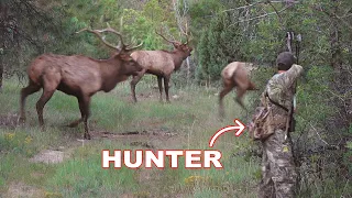 BOW HUNTING ELK in a RUT FRENZY!!! - (WE ALMOST GOT RAN OVER!)