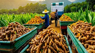 SPICES Making Process From Black Pepper, Turmeric, Chilli in Factory - Black Pepper Cultivation