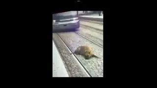 Dog get hit by train (very sad😭😭😭😭)