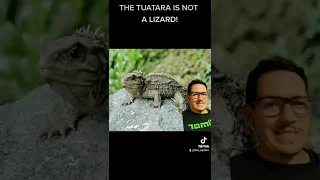 The Tuatara is an ancient reptile still around today! #tuatara #reptile #nature #educational