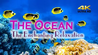 UNDERWATER WONDERS 4K with Classical Music for Relaxation | Coral Reefs | 4K Video Ultra HD ★38