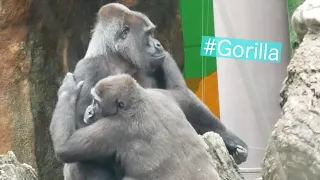 Infant Gorilla Clings To Female Gorilla おばさんに甘える子供ゴリラ