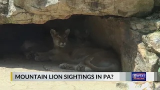 Are Mountain Lions in Pa?