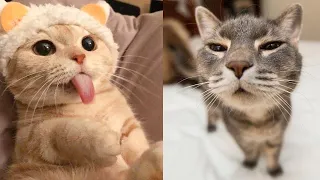 Angry Cats - Super Pets Reaction Videos | Cute Cat's Life