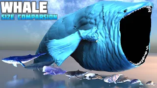 WHALE size comparison | Blue Whale | Beluga Whale | Bloop 🐳