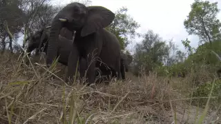 Elephant GoPro