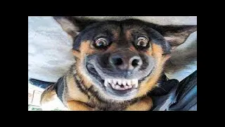 Best FUNNY CAT-DOG MEMES COMPILATION OF 2023(animals) #51