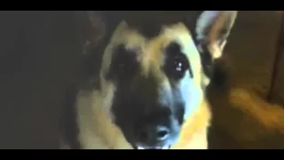 completed Most Funny Talking Dog Videos Compilation 2014 NEW