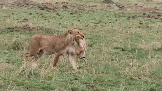 Lioness carries her tiny lion cub, Maasai Mara, Kenya