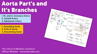 Aorta Parts and Branche's | Ascending Aorta, Arch of Aorta, Desending Aorta | Thorax Anatomy | TCML